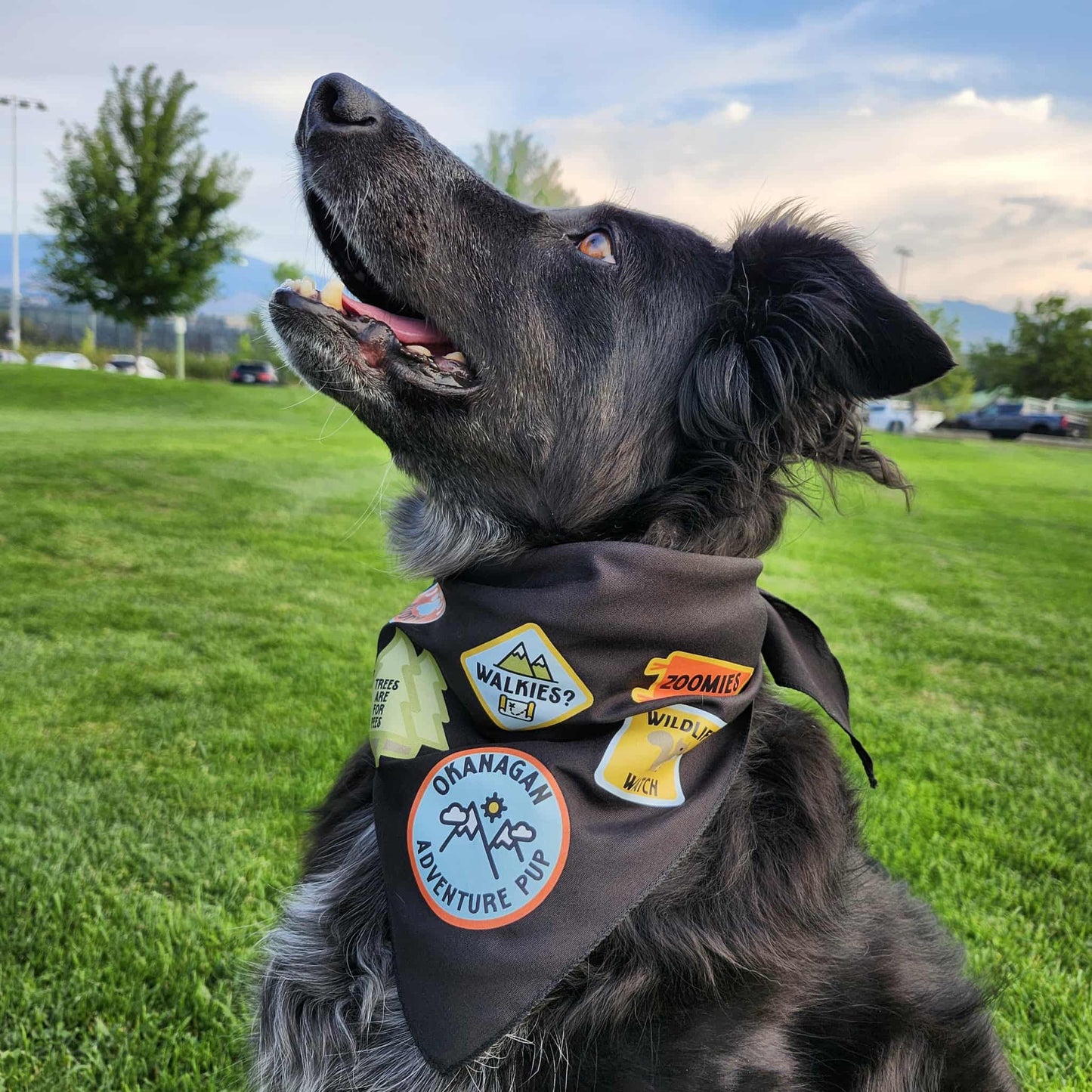 Okanagan Adventure Pup Bandana
