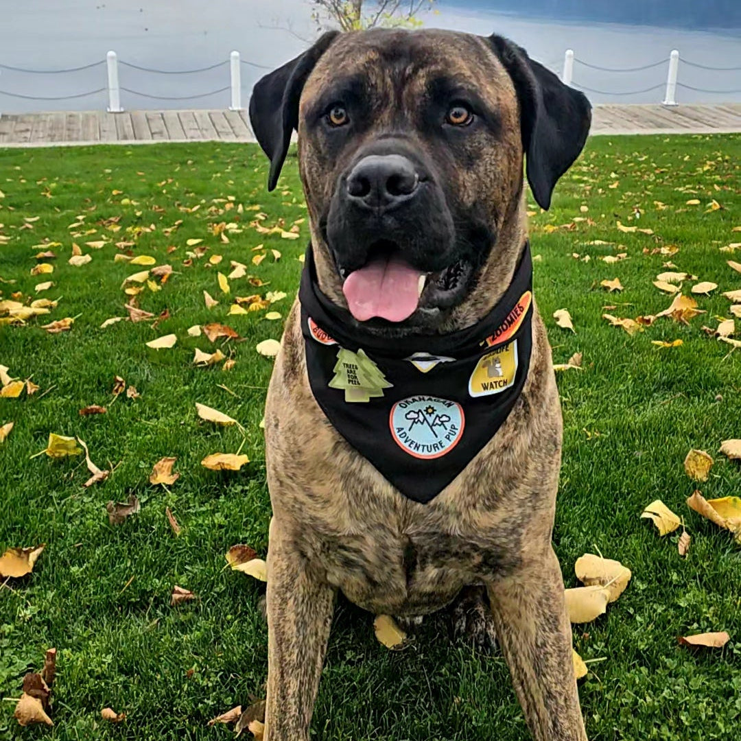 Okanagan Adventure Pup Bandana