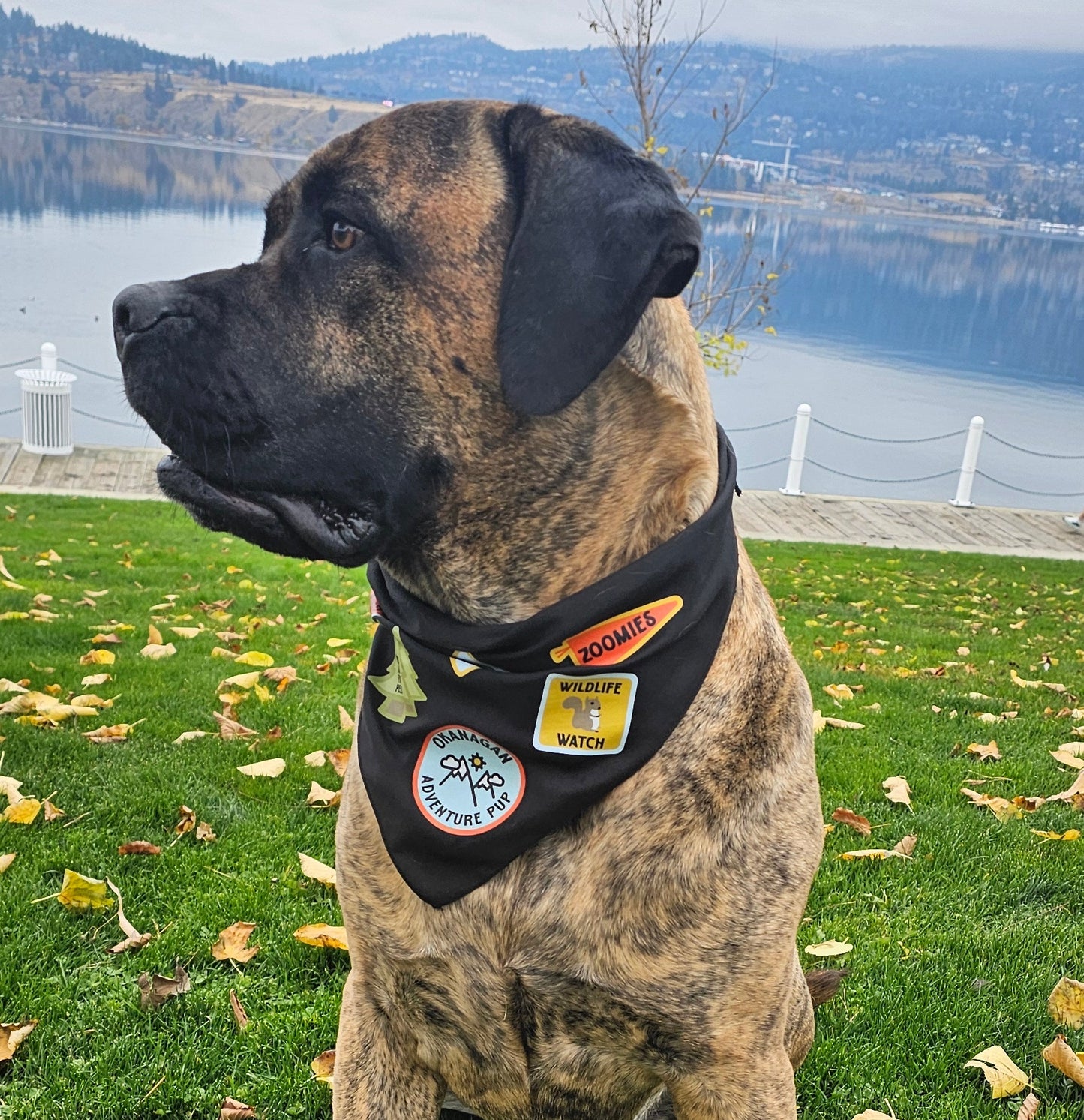 Okanagan Adventure Pup Bandana